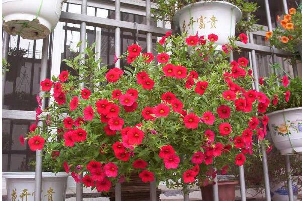 百万小铃什么时候开花(几月) 百万小铃的花能开多久