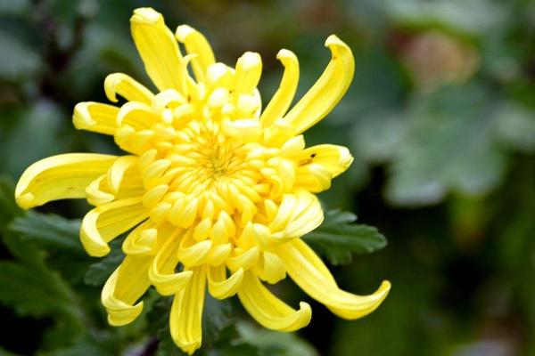 菊花图片大全 菊花花语及寓意 菊花有哪些种类