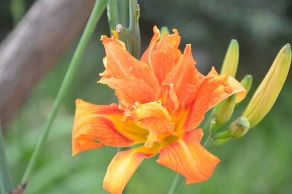 萱草和大花萱草的区别是什么 萱草的繁殖方法