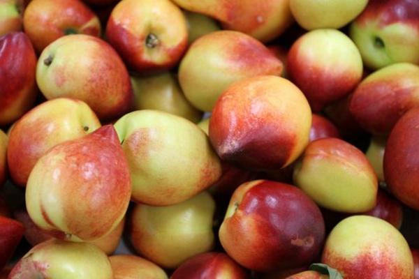 油桃什么时候上市(几月成熟) 油桃是什么季节的水果