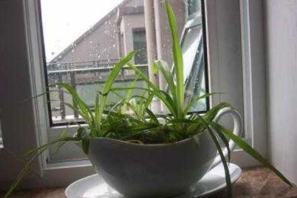 家庭养吊兰好吗 养吊兰对风水的作用(摆放位置)