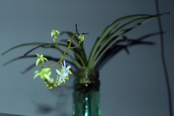 家庭养吊兰好吗 养吊兰对风水的作用(摆放位置)