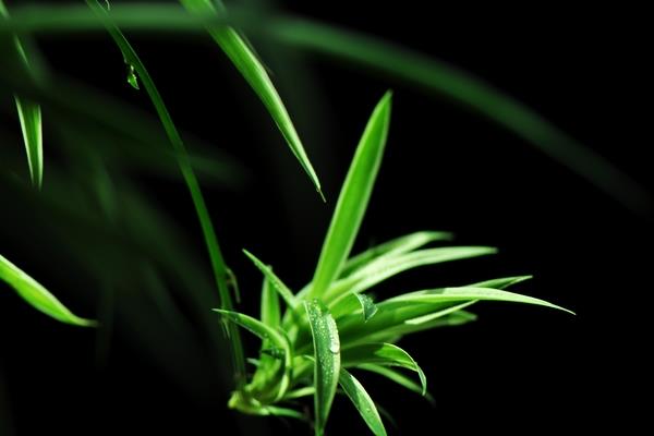 家庭养吊兰好吗 养吊兰对风水的作用(摆放位置)