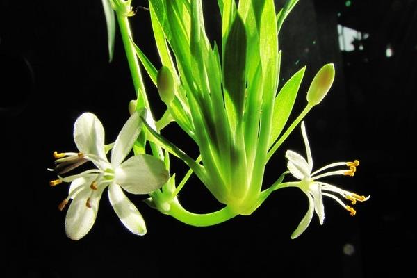 家庭养吊兰好吗 养吊兰对风水的作用(摆放位置)