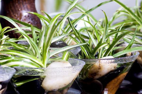 家庭养吊兰好吗 养吊兰对风水的作用(摆放位置)