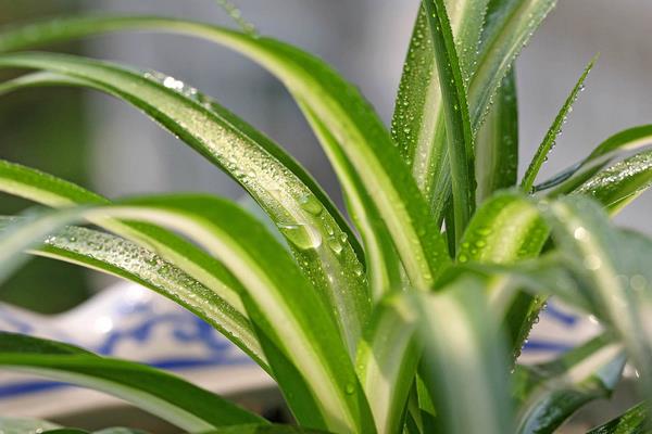 家庭养吊兰好吗 养吊兰对风水的作用(摆放位置)