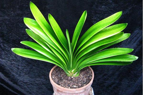 君子兰怎么浇水(多久浇一次) 给君子兰浇什么水比较好