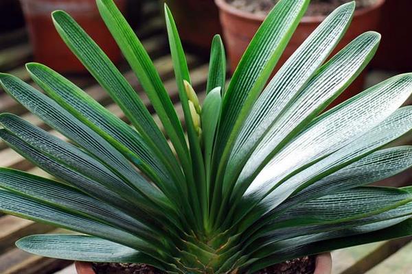 君子兰怎么浇水(多久浇一次) 给君子兰浇什么水比较好