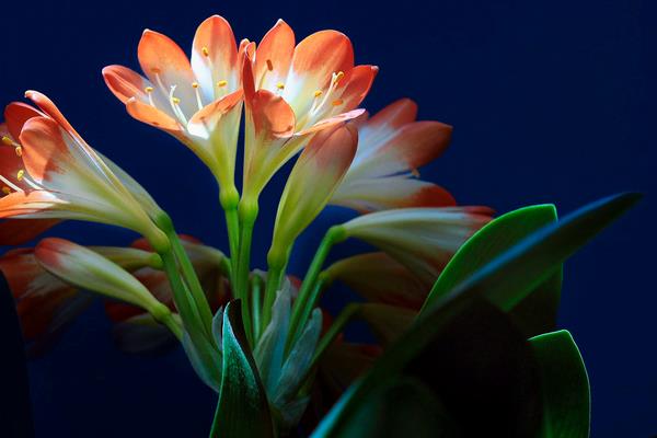 君子兰怎么浇水(多久浇一次) 给君子兰浇什么水比较好