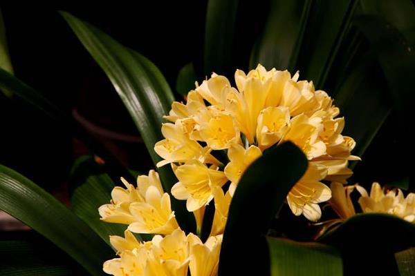 君子兰怎么浇水(多久浇一次) 给君子兰浇什么水比较好