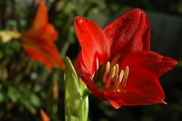 君子兰怎么浇水(多久浇一次) 给君子兰浇什么水比较好