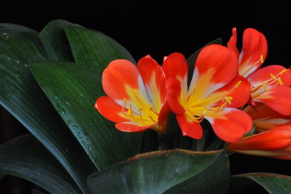 君子兰怎么浇水(多久浇一次) 给君子兰浇什么水比较好