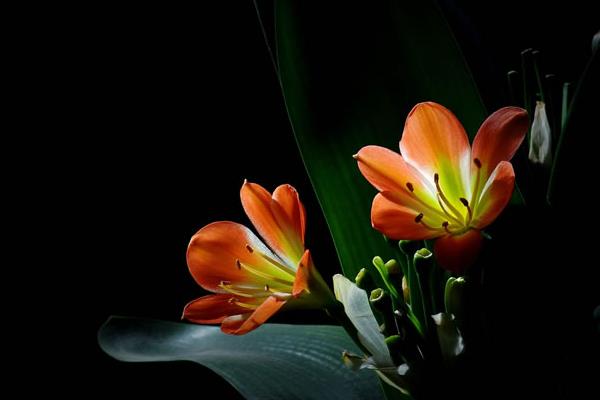 君子兰种子怎么种  君子兰的品种