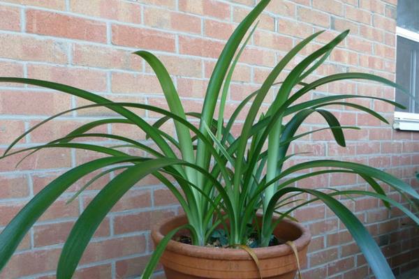 君子兰种子怎么种 君子兰的品种