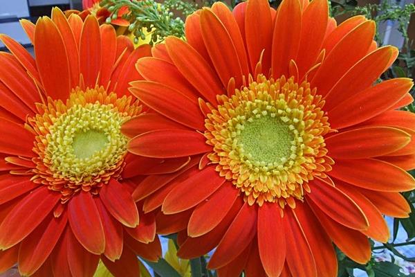 非洲菊市场价格多少钱一颗  非洲菊的风水作用