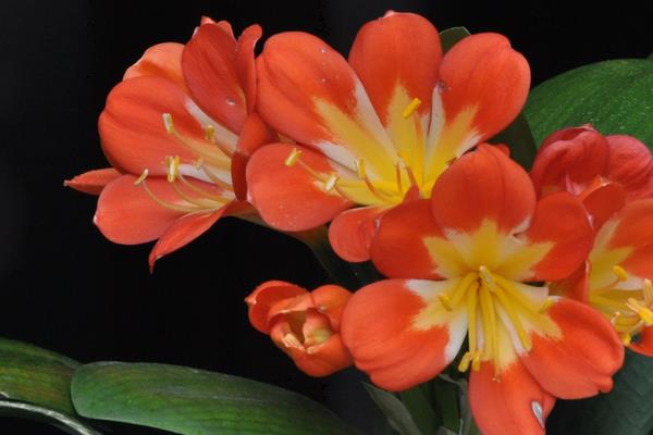 君子兰和达木兰的区别是什么 君子兰有多少品种