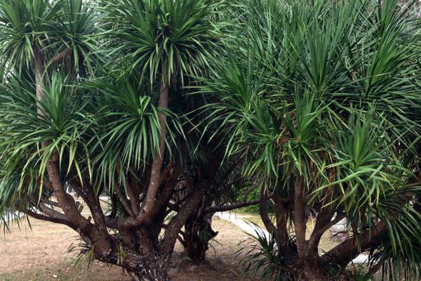 龙血树怎么水培养殖 龙血树怎么施肥