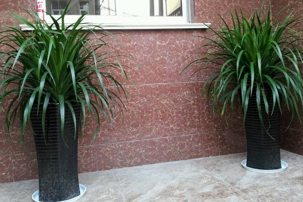 龙血树怎么浇水(多久浇一次) 龙血树烂根怎么办