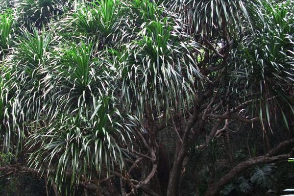 龙血树怎么浇水(多久浇一次) 龙血树烂根怎么办