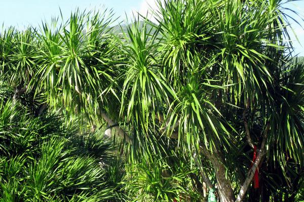 龙血树怎么浇水(多久浇一次) 龙血树烂根怎么办