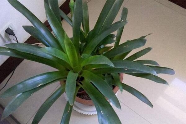 龙血树怎么浇水(多久浇一次) 龙血树烂根怎么办