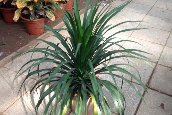 龙血树怎么浇水(多久浇一次) 龙血树烂根怎么办