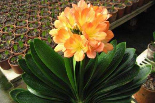 君子兰开花吗(几年) 君子兰什么时候开花(几月)