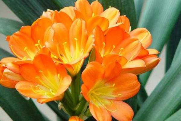 君子兰开花吗(几年) 君子兰什么时候开花(几月)