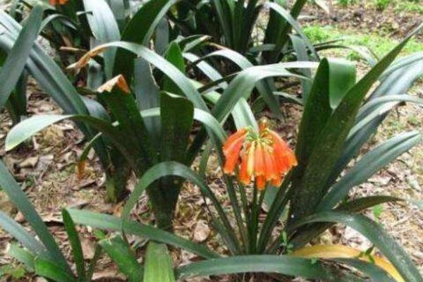 君子兰开花吗(几年) 君子兰什么时候开花(几月)