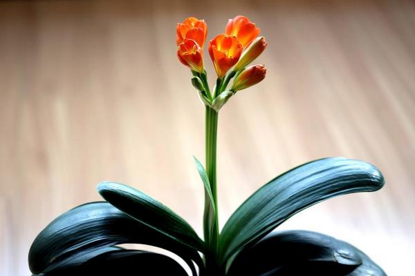 君子兰开花吗(几年) 君子兰什么时候开花(几月)