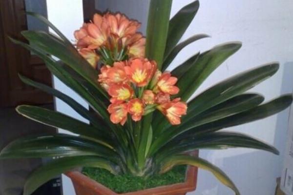 君子兰开花吗(几年) 君子兰什么时候开花(几月)