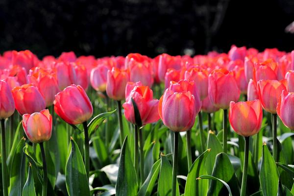 君子兰送人的寓意 君子兰为什么不能送人