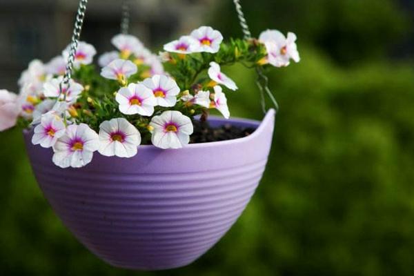 百万小铃什么时候播种 百万小铃什么时候扦插繁殖