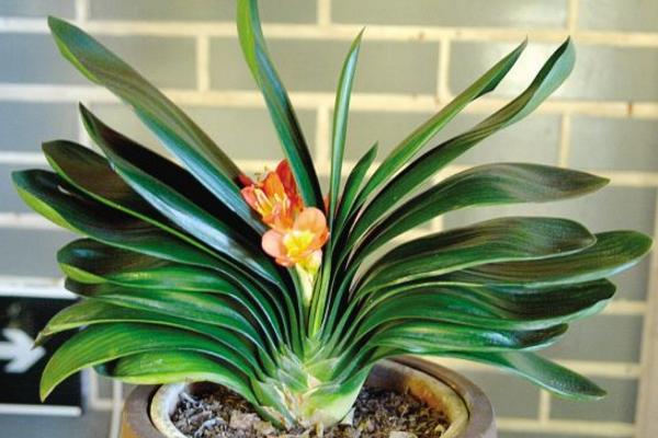 君子兰夹箭怎么办 君子兰夹箭后的处理(塑料袋)