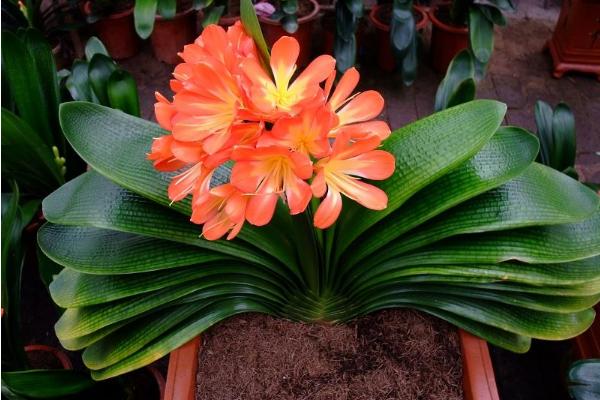 君子兰开完花怎么办 君子兰怎么分株