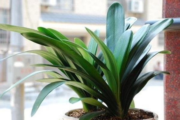 君子兰开完花怎么办 君子兰怎么分株