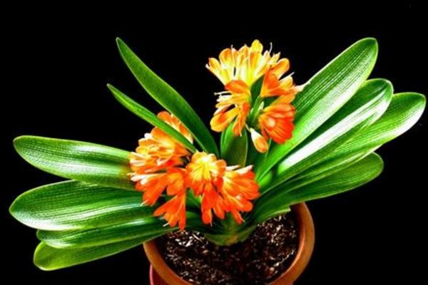 君子兰开完花怎么办 君子兰怎么分株