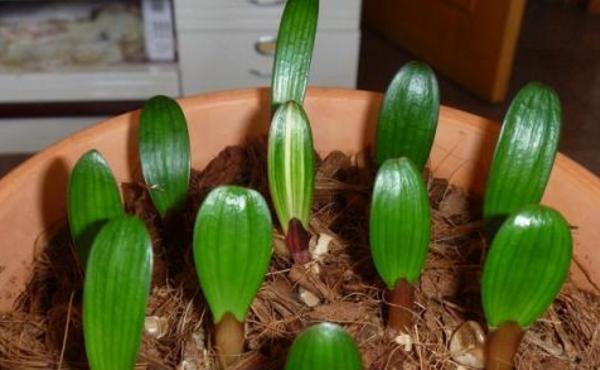 君子兰开完花怎么办 君子兰怎么分株