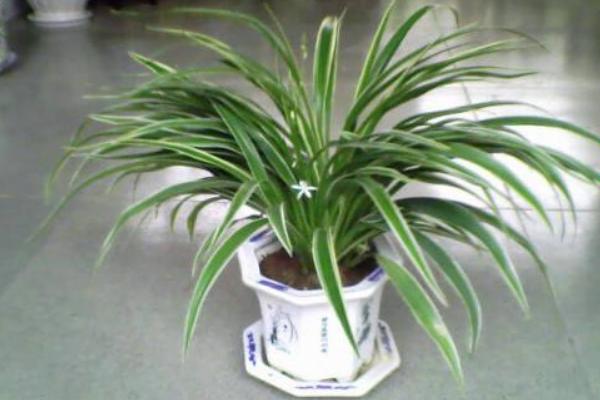 金边吊兰怎么修剪枝叶好看 金边吊兰怎么浇水(多久浇一次)