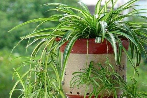 金边吊兰怎么修剪枝叶好看 金边吊兰怎么浇水(多久浇一次)