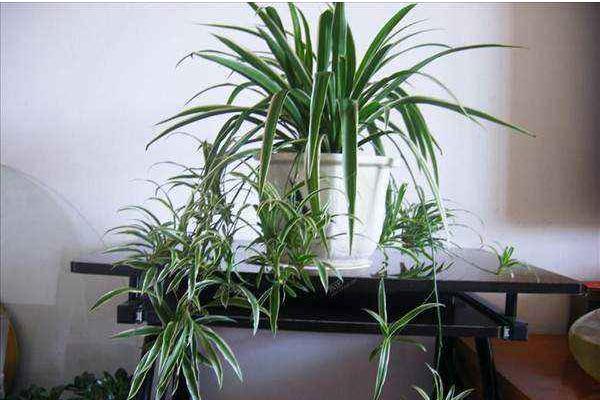 金边吊兰怎么修剪枝叶好看 金边吊兰怎么浇水(多久浇一次)