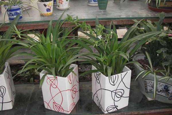 金边吊兰怎么修剪枝叶好看 金边吊兰怎么浇水(多久浇一次)