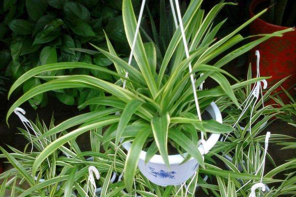 金边吊兰怎么修剪枝叶好看 金边吊兰怎么浇水(多久浇一次)