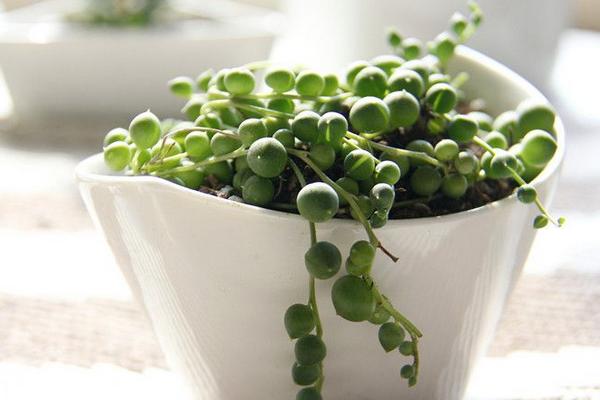 珍珠吊兰怎么养 珍珠吊兰养殖方法与注意事项