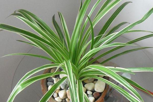 哪种吊兰除甲醛最好 吊兰净化空气吗