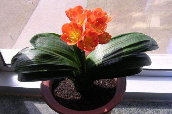 君子兰开完花怎么办 君子兰怎么分株