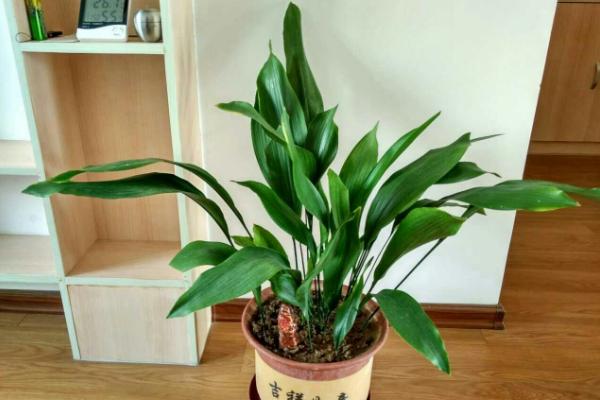 一叶兰图片大全(含开花) 一叶兰花语及寓意