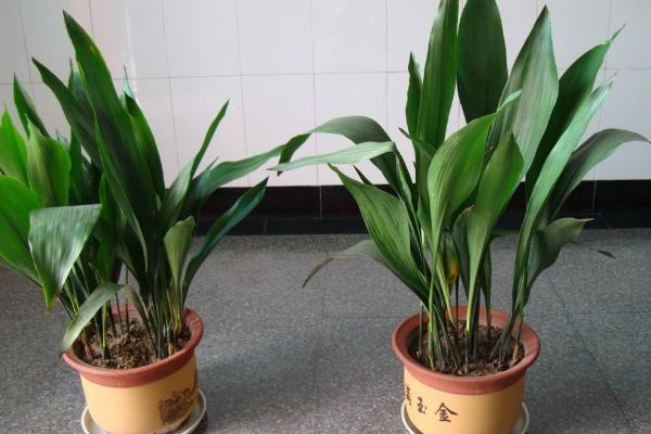 一叶兰图片大全(含开花) 一叶兰花语及寓意