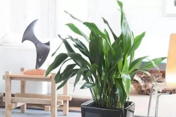 一叶兰图片大全(含开花) 一叶兰花语及寓意