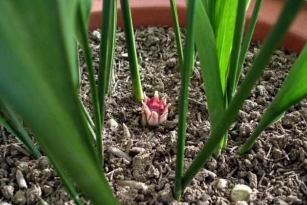 一叶兰图片大全(含开花) 一叶兰花语及寓意